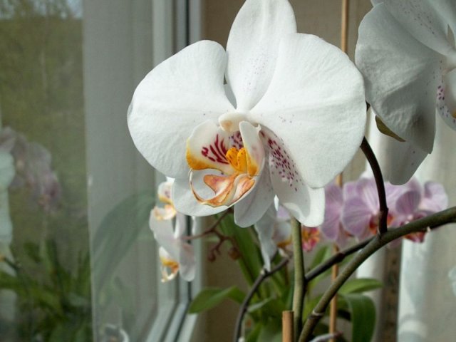 Orchidee 02